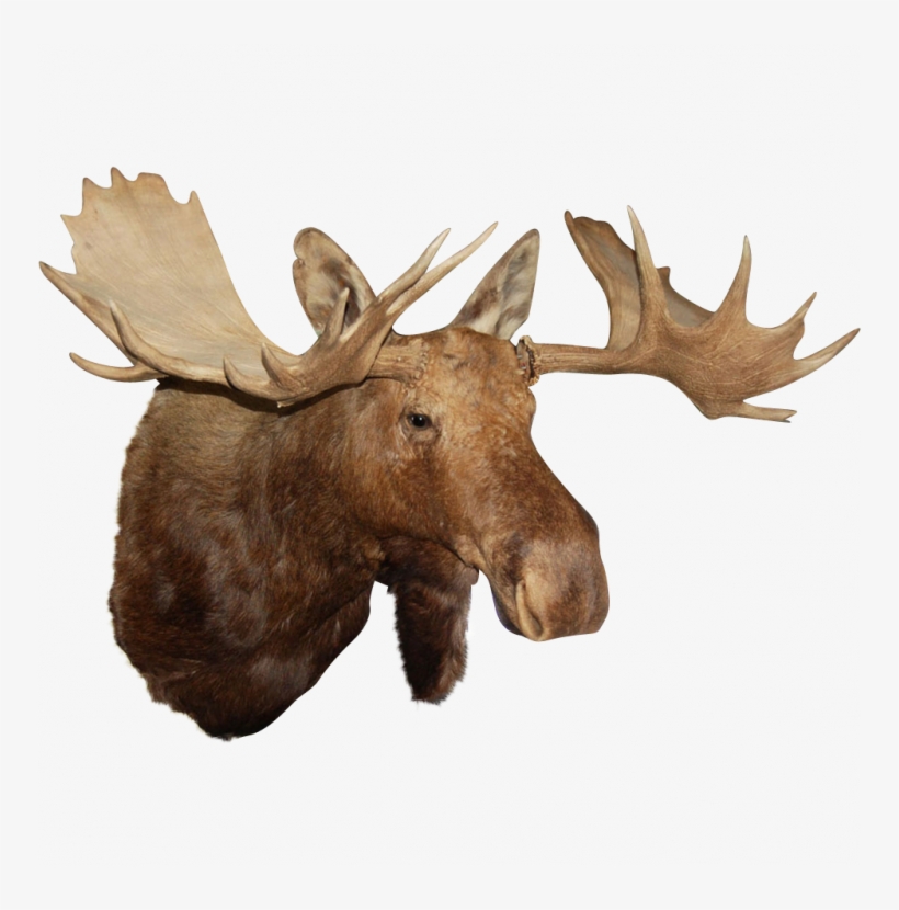 Restore Teddy Roosevelt's Moose Head At Rothmans Steakhouse - Moose Head Transparent, transparent png #2349539