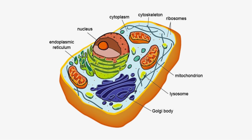 Biology Eukaryotic Cell Structure - Eukaryotic Cell Structure, transparent png #2349883