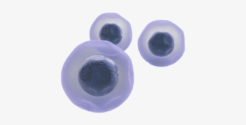 Stemcells - Stem Cells Png, transparent png #2350536