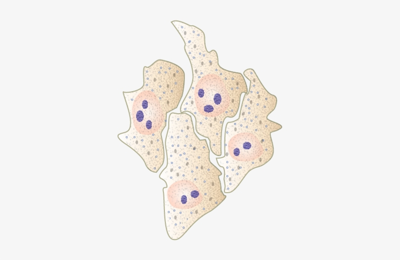 Hela Cells By Togopic - Hela Cells Png, transparent png #2350658