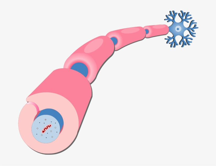 Schwann Cell No Labels, transparent png #2350688