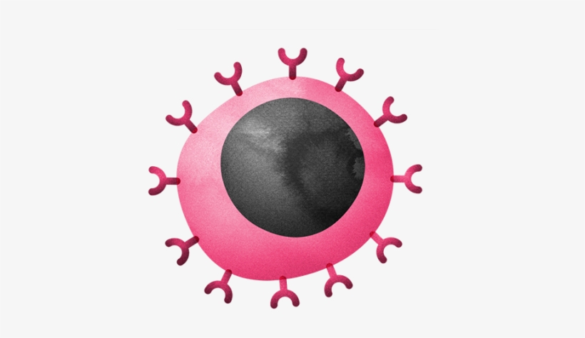 T Cells That Kill Infected Cells And Cancer Cells By - Immune System, transparent png #2350708