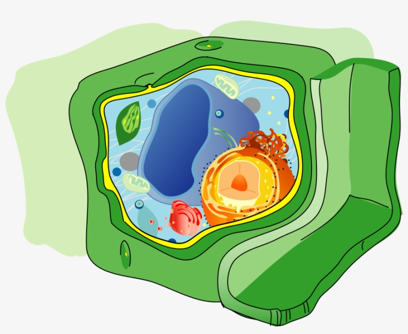 Plant Cell Structure No Text-2 - Atp Production From Photosynthesis, transparent png #2350804