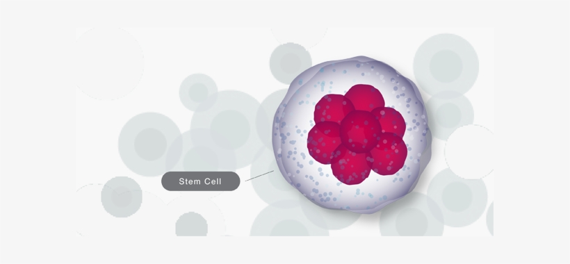 Toto, We're Not In Kansas Anymore - Embryonic Stem Cell Png, transparent png #2350875