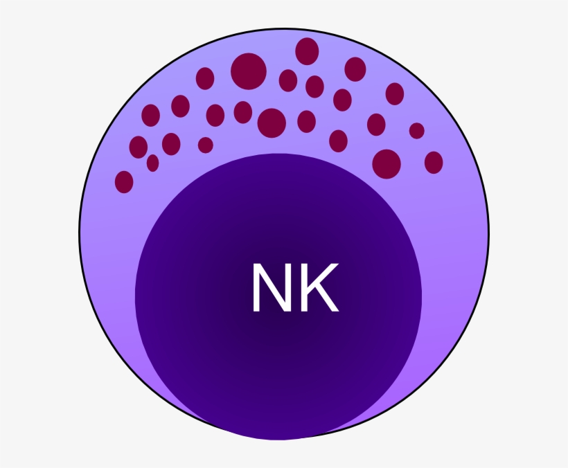 Small - Natural Killer Cells Drawing, transparent png #2350878