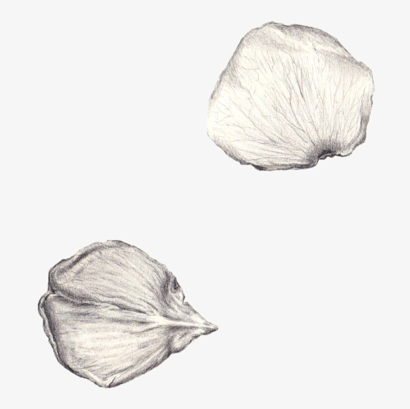 Petals, transparent png #2350900