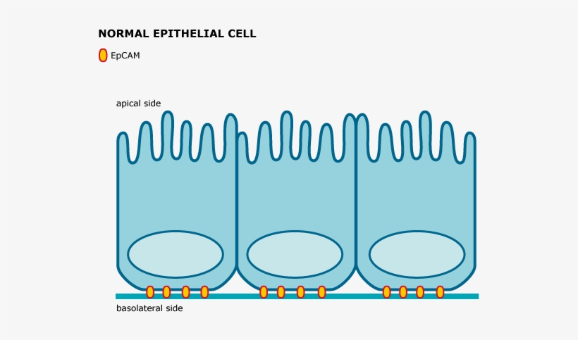 Transformation Of Epithelial-derived Cancer Cells Overexpressing - Epithelial Cell, transparent png #2350951