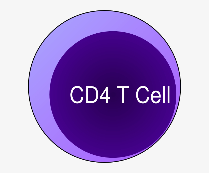 Small - T Cells Cd8+, transparent png #2350977