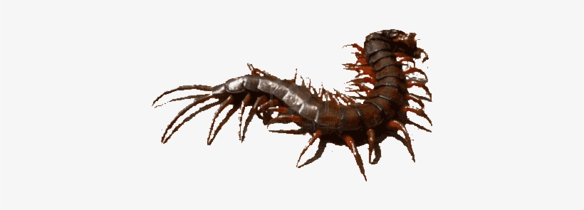 Centipedeuploaded By Guest - Centipede Painting, transparent png #2351045