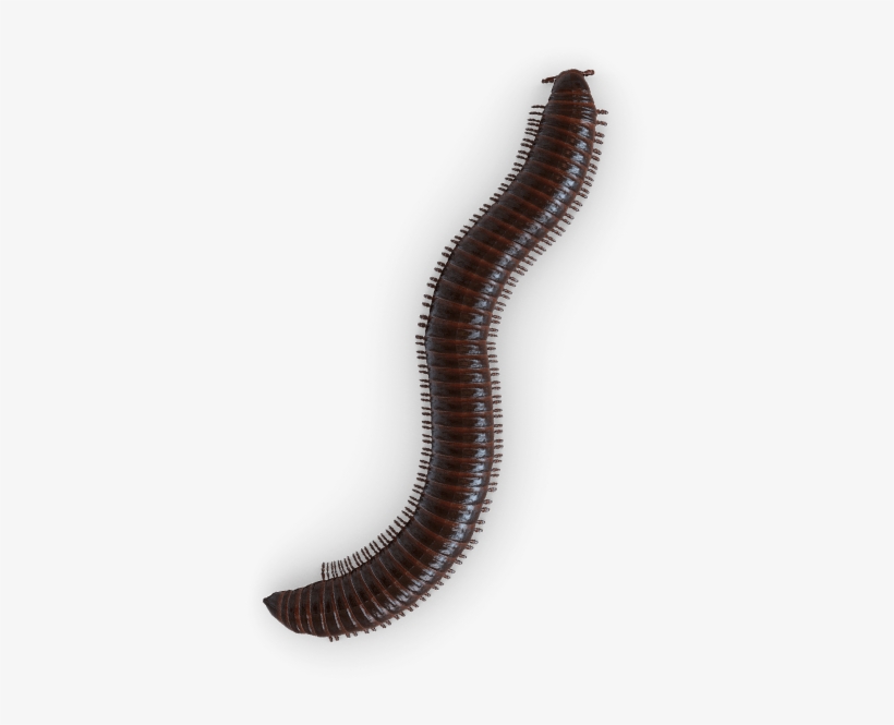 Millipede Png, transparent png #2351064