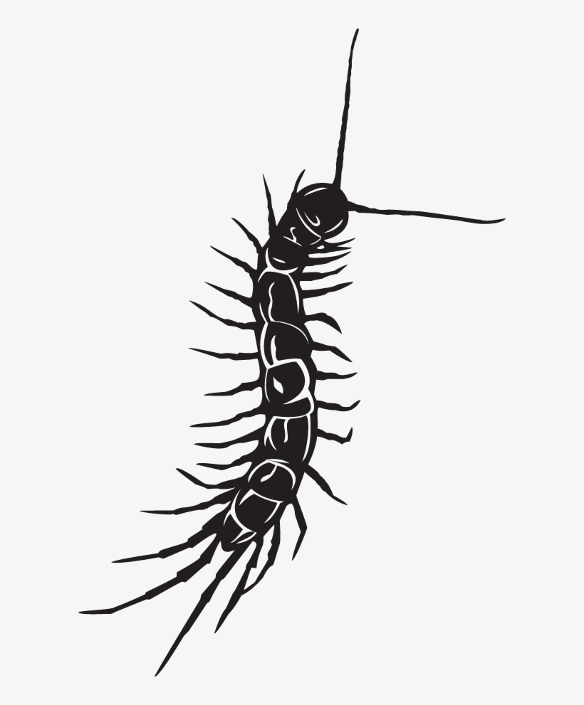 Centipede Black And White Tattoo, transparent png #2351067