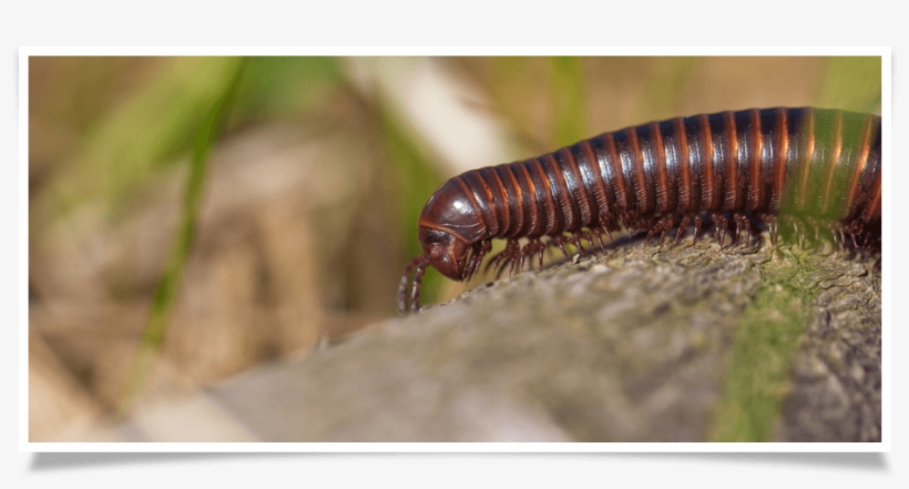 Millipede Removal - New York, transparent png #2351092
