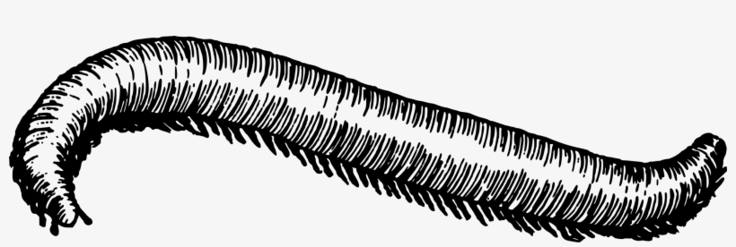 Millipedes Computer Icons Drawing Centipedes Spirostreptus - Millipede Clipart Black And White, transparent png #2351148