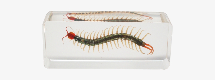 Centipede - Lucite Treasures Centipede Paperweight, transparent png #2351175