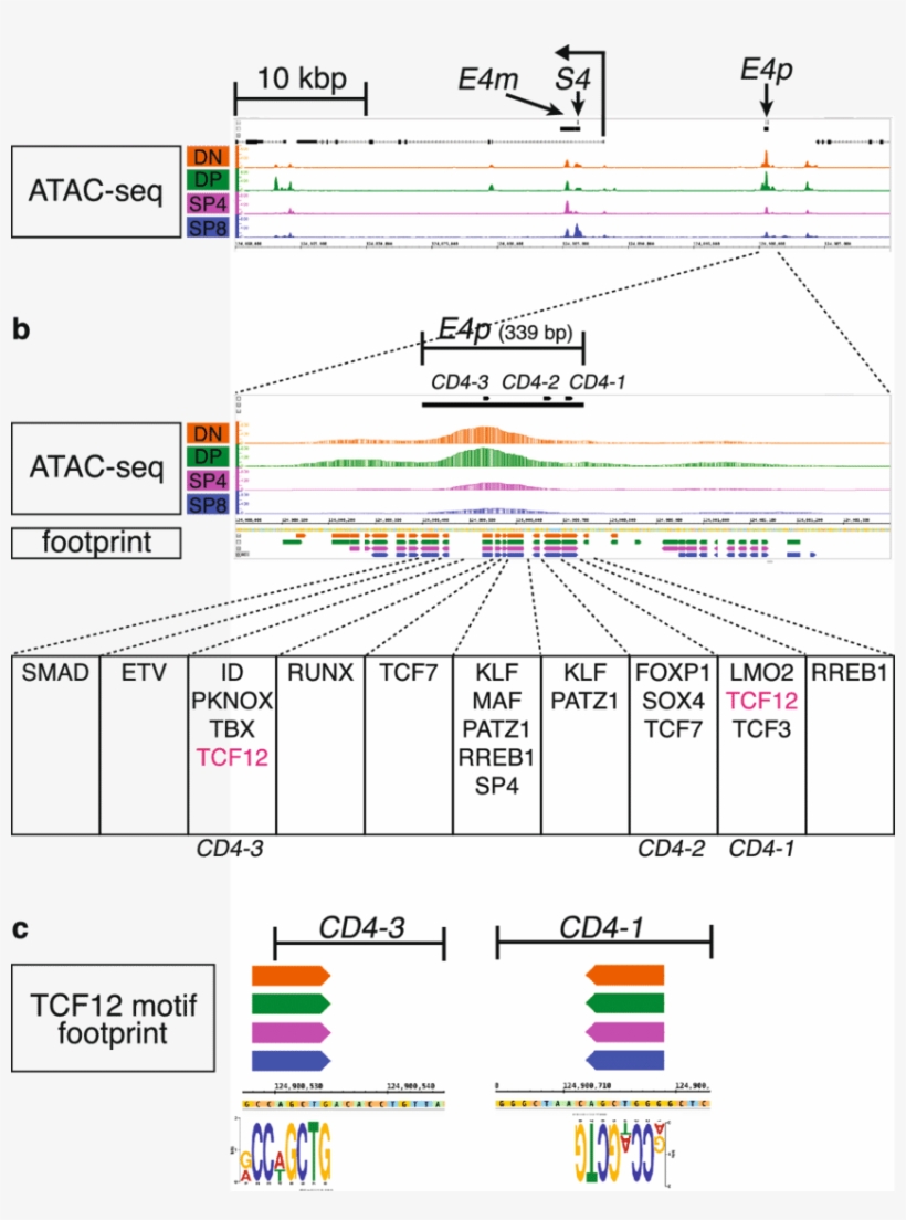 Atac Seq Signal And Centipede Footprint Calls Around - Atac-seq, transparent png #2351278