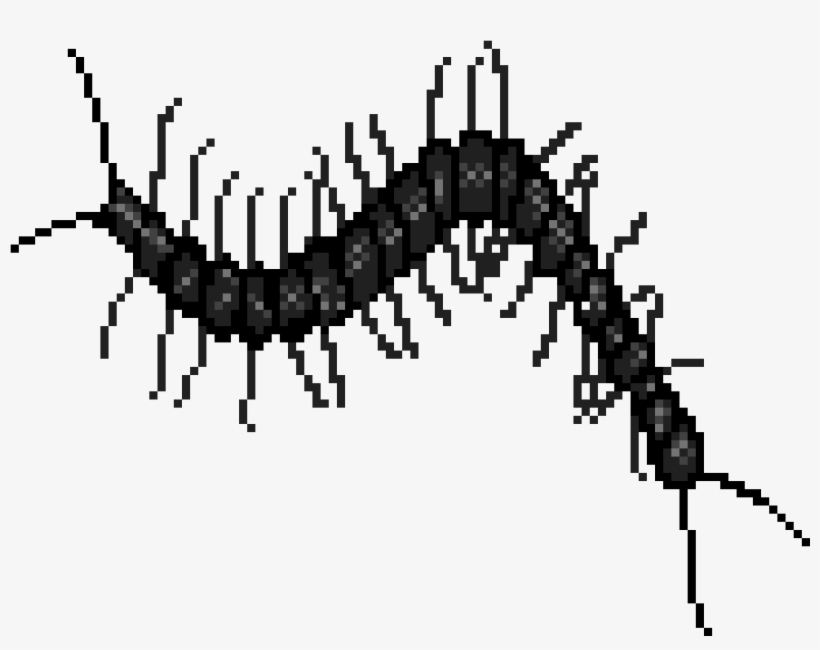 Centipede - Insect, transparent png #2351305