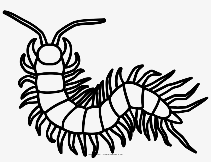 Centipede Coloring Page - Millipede Outline, transparent png #2351324