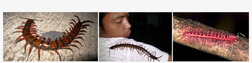 The Centipede Is Probably One Of The Most Disgusting - Centipede, transparent png #2351448