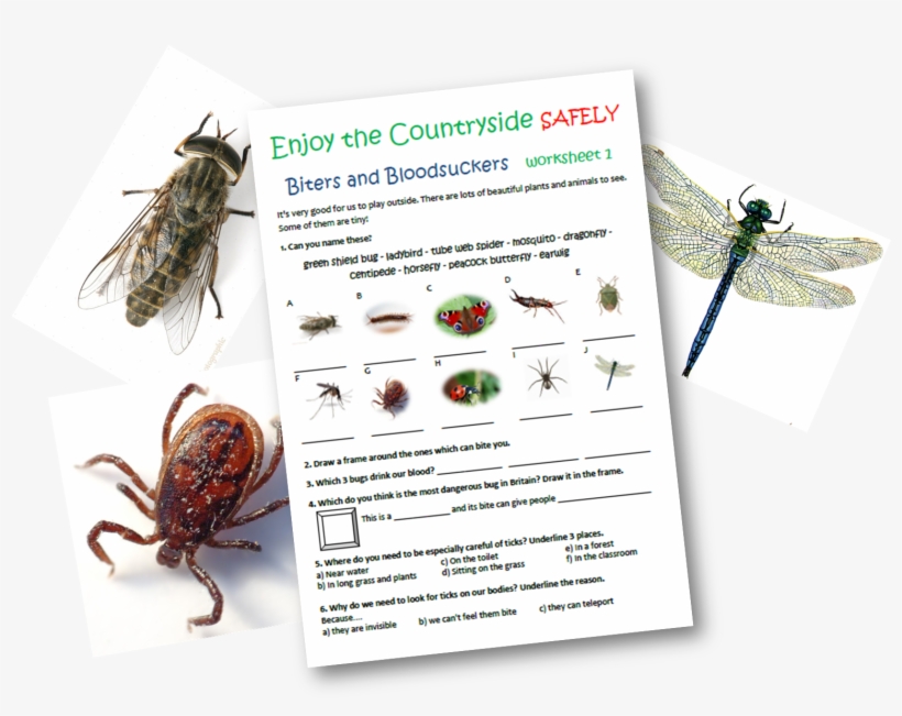 Primary School Teaching Resources Mini Beasts Caudwell, transparent png #2351488