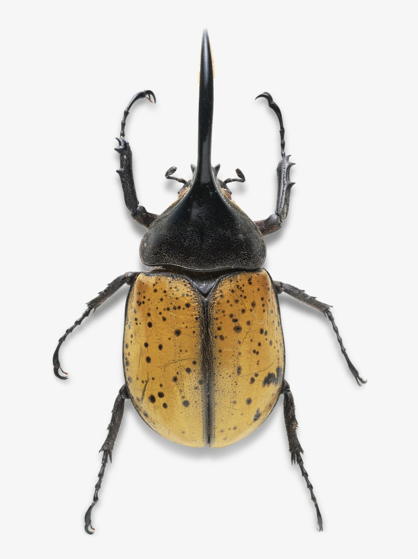 Hercules Beetle Rhino Beetle, Beetle Bug, Small Animals, - Beetle Legs, transparent png #2351582