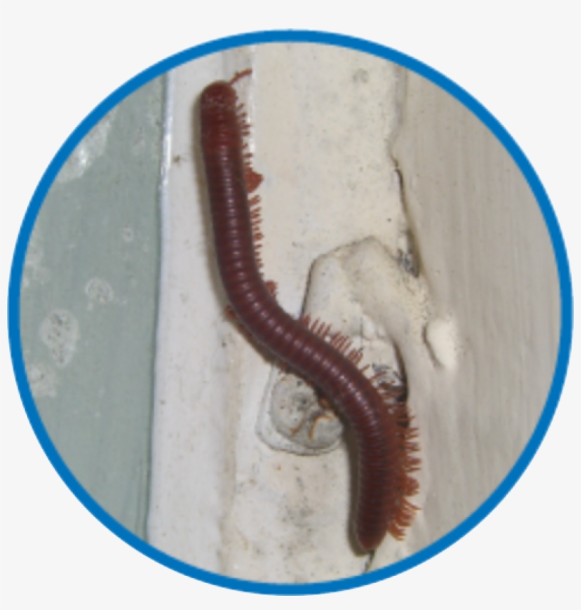 Millipedes Require High Moisture To Live - Centipede, transparent png #2351596