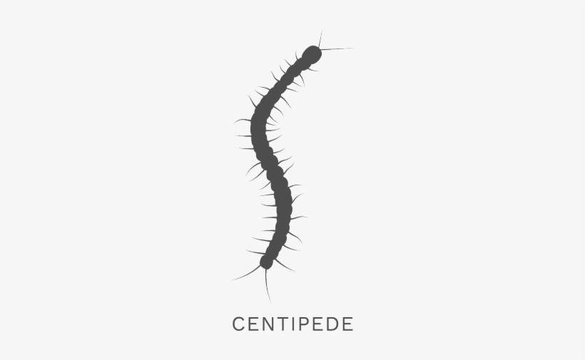 Millipede Clipart Missouri Centipede - Missouri, transparent png #2351628