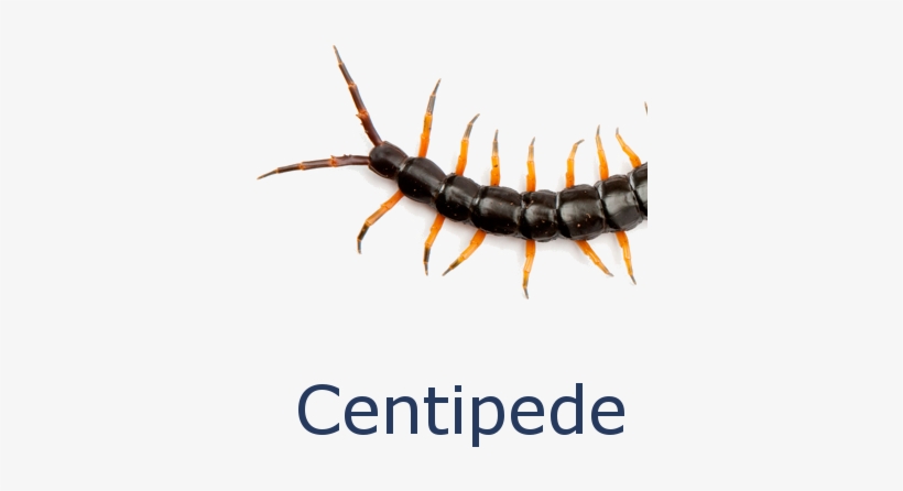 Centipede Solutions - Centipedes, transparent png #2351644