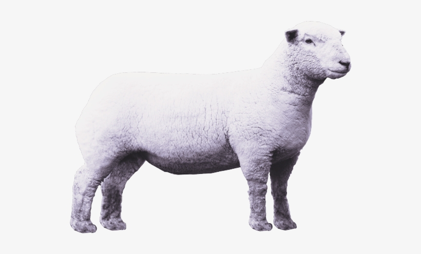 Lamb Png Clipart - Lamb Png, transparent png #2352622