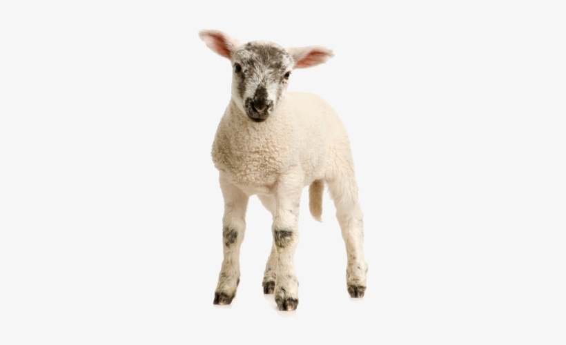 Lamb Transparent Png - Lamb White Background, transparent png #2352647
