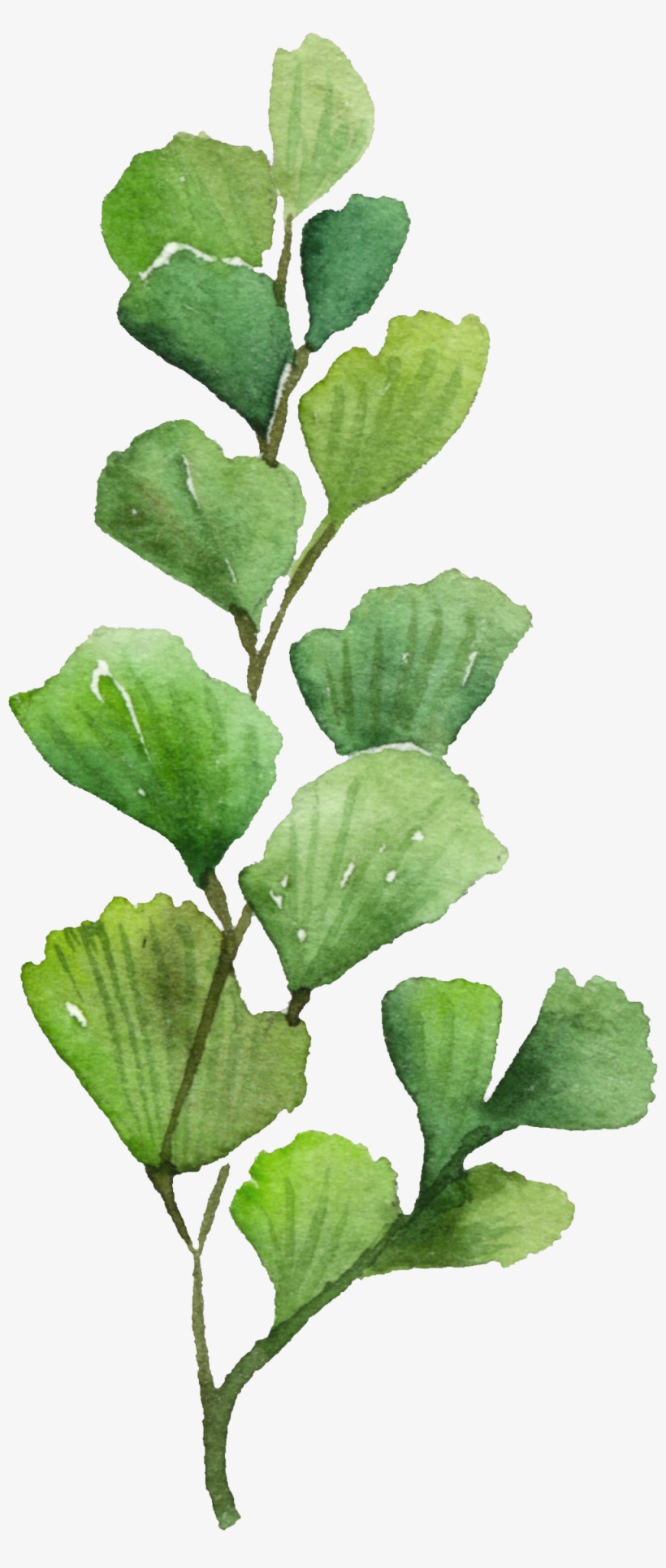 Maidenhair Tree, transparent png #2352956