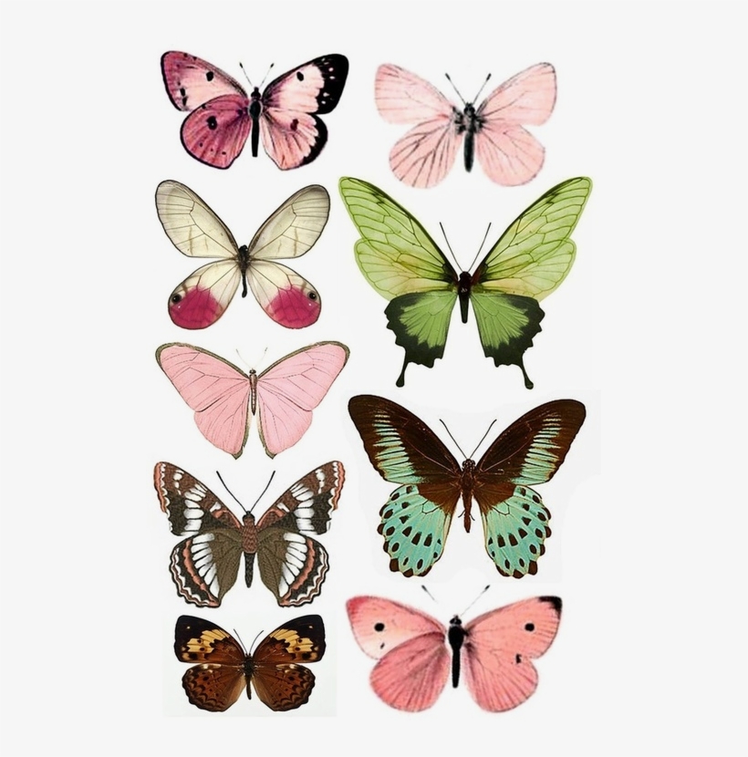 Clases De Maraiposas - Butterfly Art, transparent png #2352976