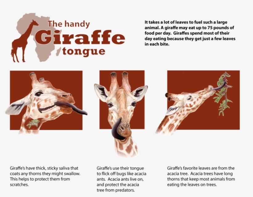 Giraffe Tongue - Tongue, transparent png #2353049