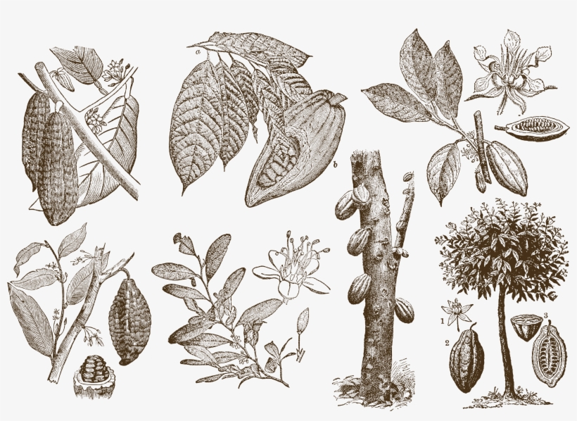 Graphic Transparent Cocoa Bean Download Theobroma Cacao - Cocoa Drawing, transparent png #2353074