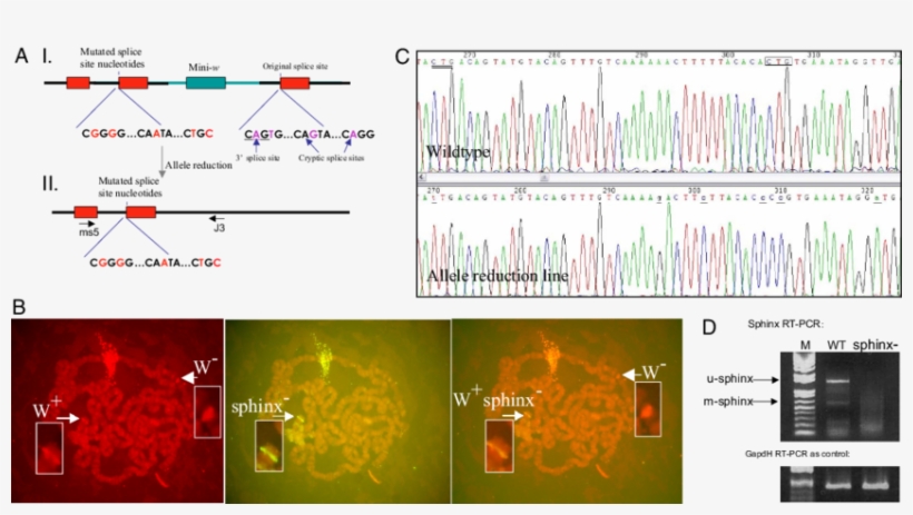 Gene Replacement Of Sphinx - Sphinx, transparent png #2353262