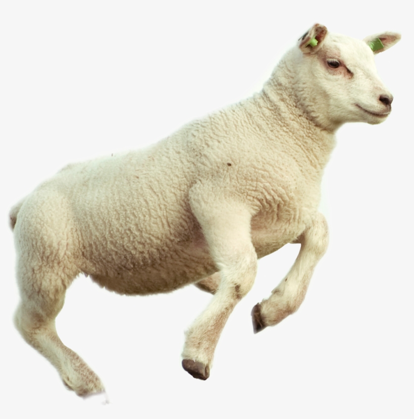 Lamb Png, transparent png #2353307