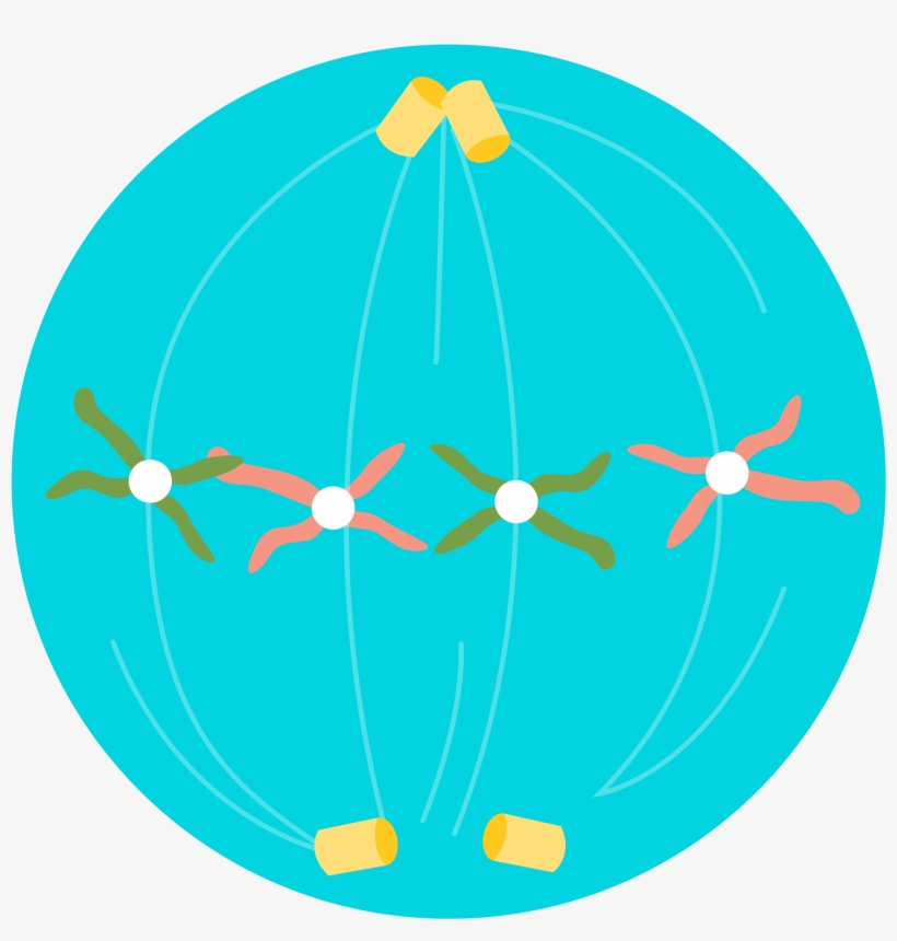 2) The Chromosomes Are Arranged Along The Equator Of - Meiosis, transparent png #2354202