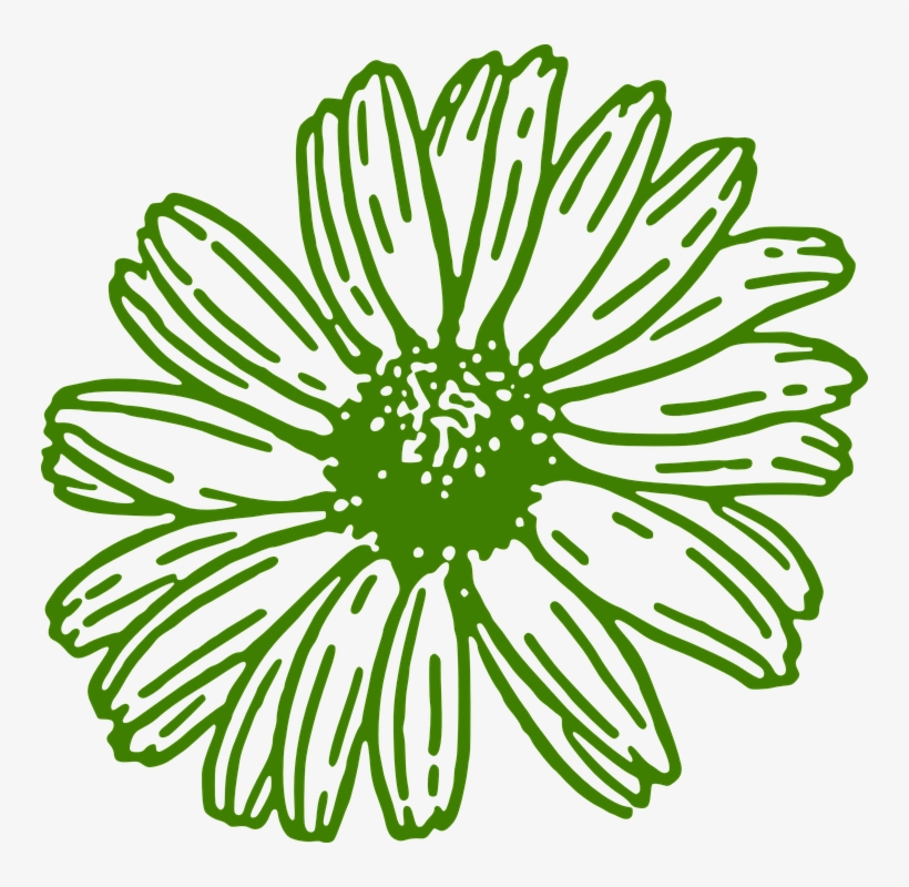 Gerbera Daisy Green Free Graphic On Pixabay - Gerber Daisy Clip Art Free, transparent png #2354804