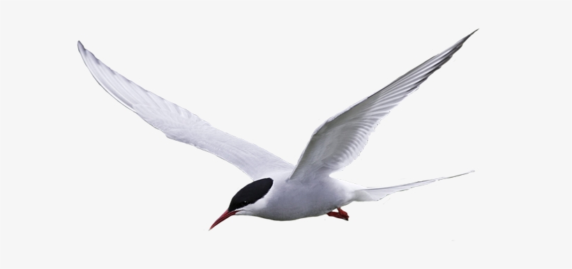 Although Not In Ebooks, A Classic Example Of The Beginnings - Arctic Tern Transparent Gif, transparent png #2355066
