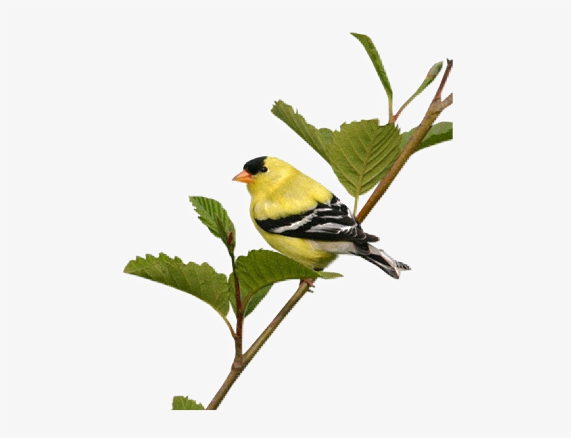Flatcast Png Bird Theme For The Index - Png Beautiful Birds, transparent png #2355097