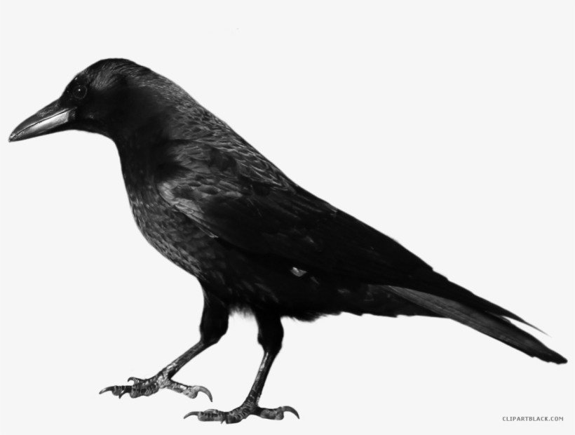 Crow Clipart Black Thing - Crow Png, transparent png #2361092
