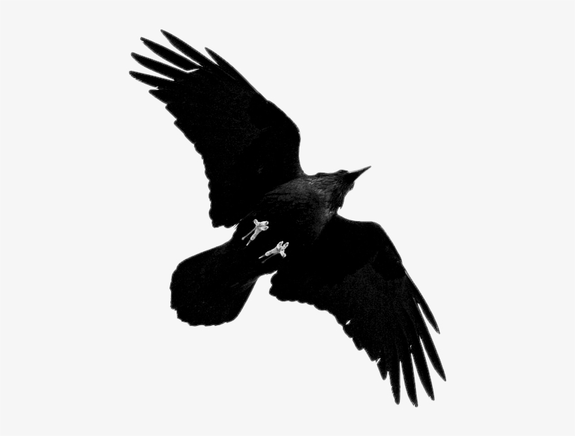 Tumblr Mxup14zilb1s0pvf5o1 500 - Raven Png, transparent png #2361164