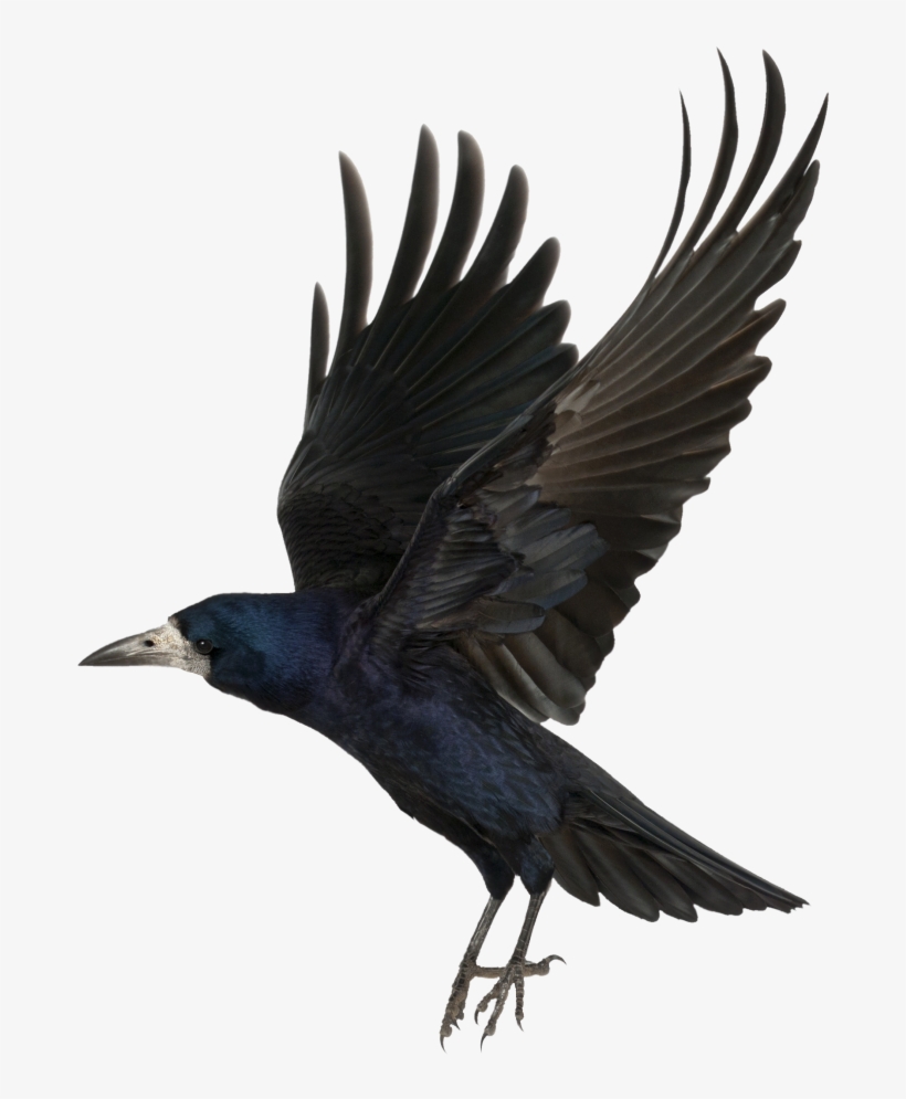 Crow Free Png Transparent Background Images Free Download - Giclee Painting: Gi Artlab's Macabre Collection C,, transparent png #2361194