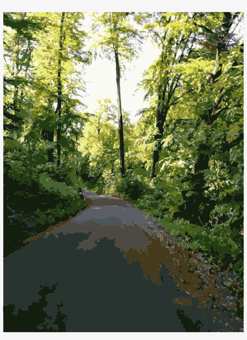 Forest Impressions Clipart Temperate Broadleaf And - Vegetation, transparent png #2369270