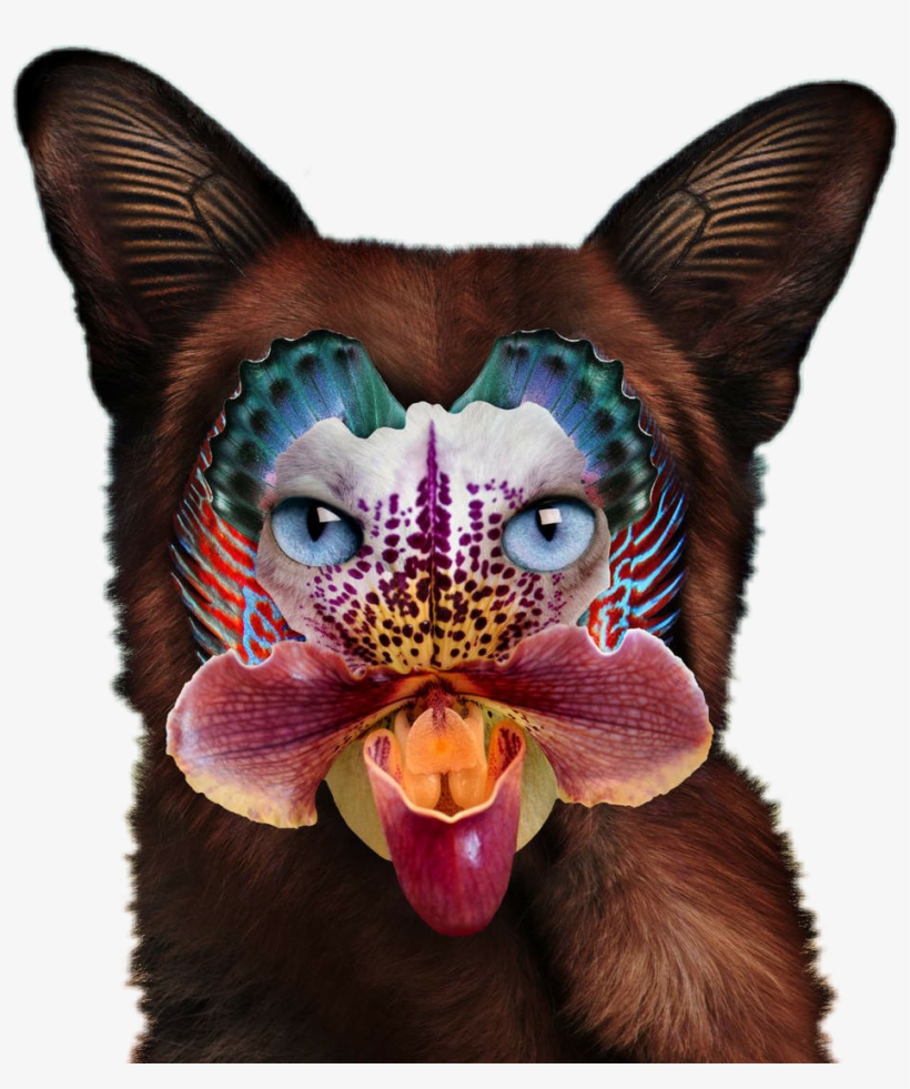 Seafox - Galantis No Money Cat, transparent png #2369402