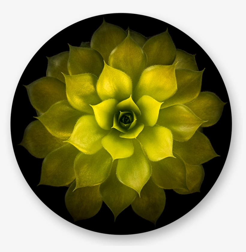 Artificial Flower, transparent png #2371777