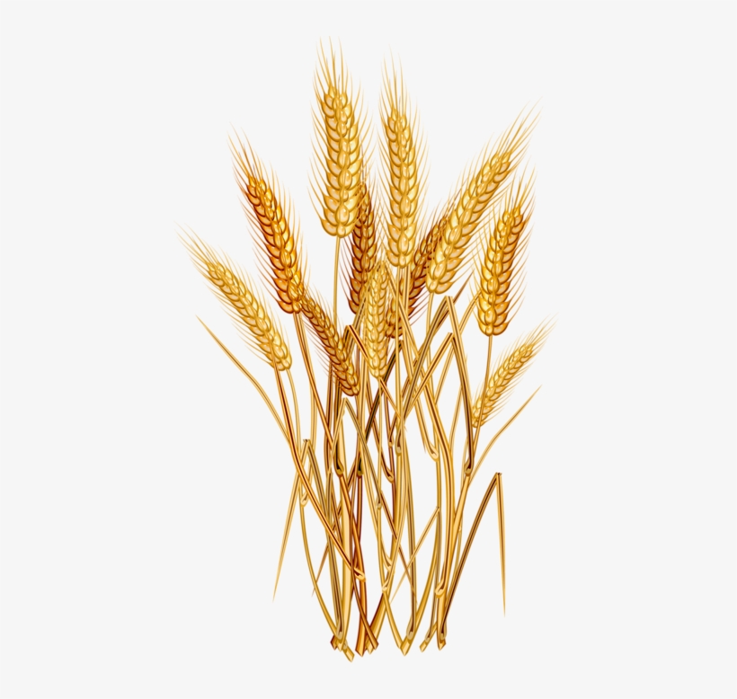Graphic Transparent Stock Agriculture Clipart Wheat - Wheat Png, transparent png #2371778