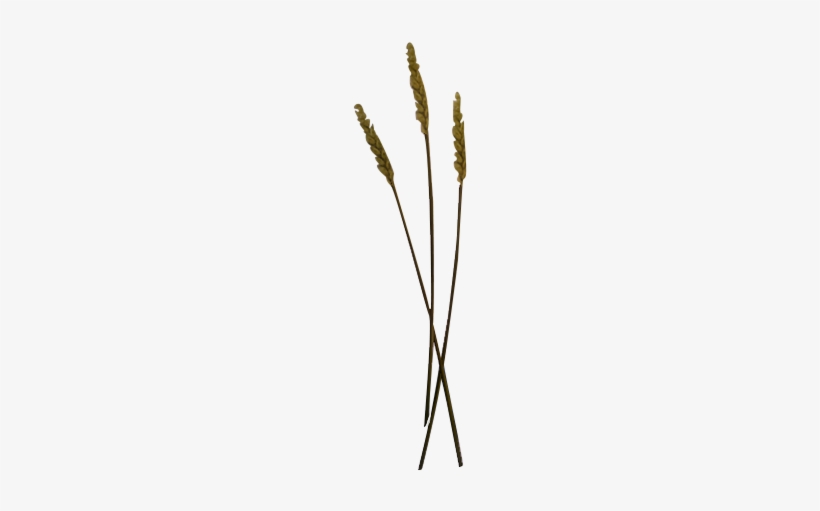 Wheat Grain - Pond Pine, transparent png #2371844