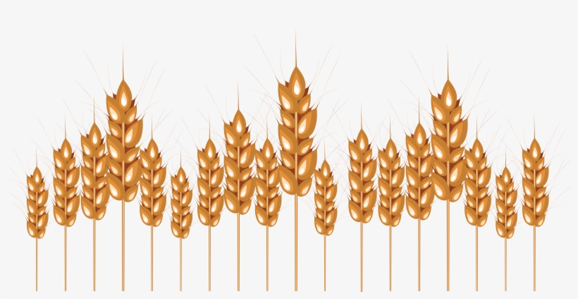 Wheat Png Image - Wheat, transparent png #2371972