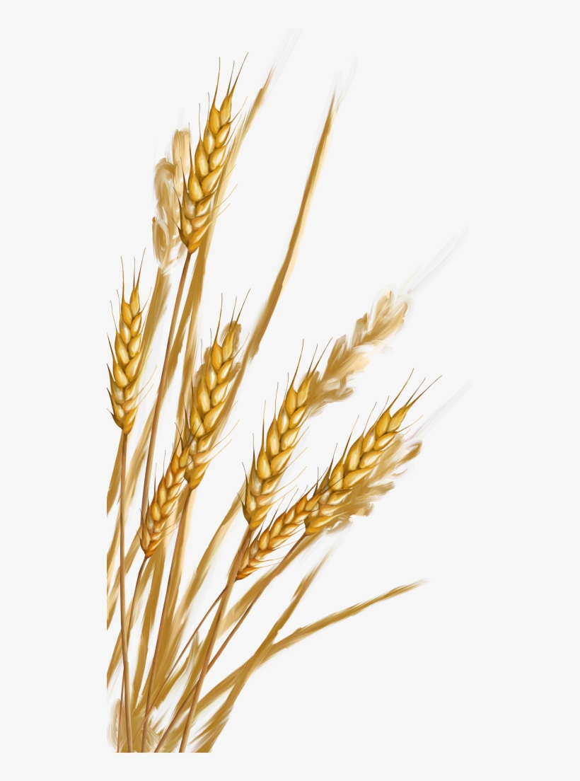 Wheat Png - Пшеница Пнг, transparent png #2372046