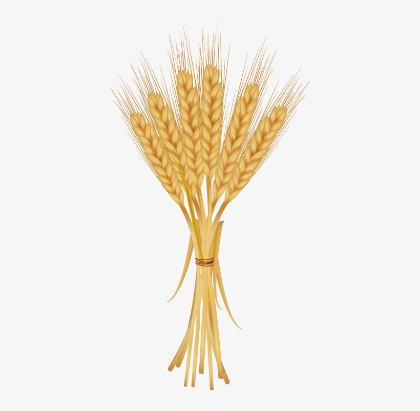 Grains Clipart Golden Wheat - Bunch Of Wheat, transparent png #2372114